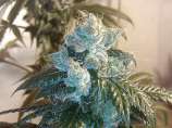 Ghost Town Kush strain photo
