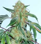 Spaceman strain photo