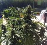 Auto Power strain photo