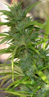 Auto CBG strain photo