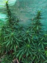 Guns & Roses strain photo
