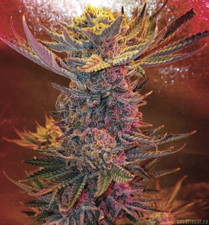 Mr. E Pupil strain photo