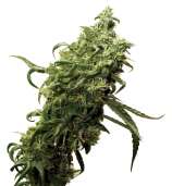 Dark Delight strain photo