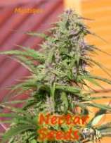 Mystique strain photo