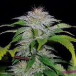 710 Genetics - Auto White Candy strain photo