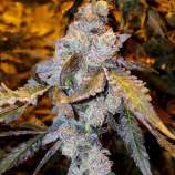Uprising Seed Co - Cherry Clifton strain photo