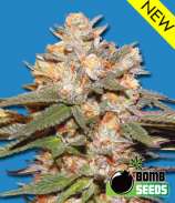 Big Bomb Auto strain photo