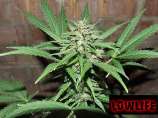 Automatic Great White Shark strain photo
