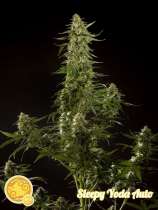 Sleepy Yoda Auto strain photo