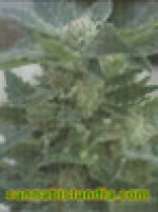 Ak74 strain photo