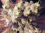 Mr. Bubba strain photo