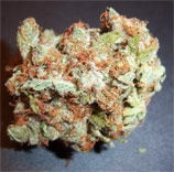 Purple Trash strain photo