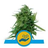 Solomatic CBD strain photo