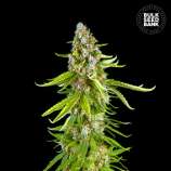Grande Crack strain photo