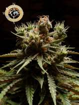 Anesia Seeds - Pure Durban strain photo