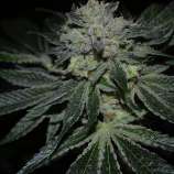 Yerba Buena strain photo
