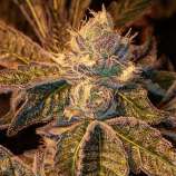 Floruit strain photo