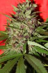 New England Skunk strain photo