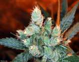 Rockster's Cheese strain photo