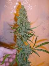 Amnesia Sativa strain photo