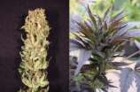 Afropips Seeds - Fast Blast strain photo