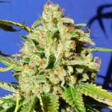 Orange Diesel Auto strain photo