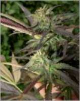 Zenseeds - Purple Erdbeer strain photo