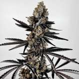 Neon Sunshine strain photo