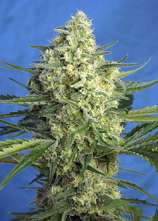 Jack 47 XL Auto strain photo