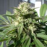 Bubble Bud strain photo