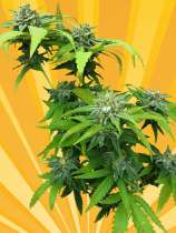 Freedom of Seeds - Cheesedom strain photo