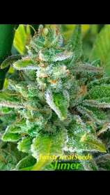 Slimer strain photo