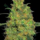Bulk Seed Bank - Master Kush strain photo