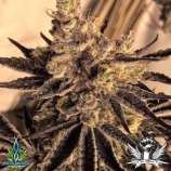 Donkey Butter strain photo