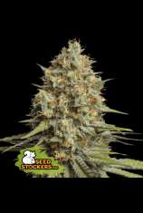 Triton Biscotto Lime Auto strain photo