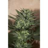 Auto Great White strain photo