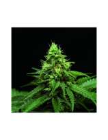 Black Domina strain photo