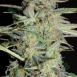 Auto Loveryder strain photo
