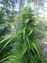 Akaisha strain photo