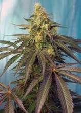 Cream Caramel CBD strain photo