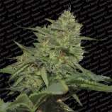 Original Cheese strain photo