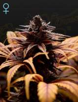 Deep Candy strain photo
