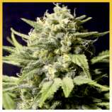 Trainwreck strain photo