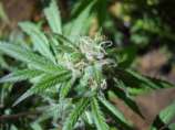 Vietnam OG strain photo