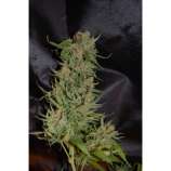 Auto Pyramid strain photo