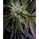 Blue Pyramid strain photo