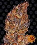 Skywalker OG Auto strain photo