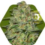Zambeza - Green Monster Automatic strain photo