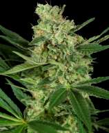 Pumpkin Spice strain photo
