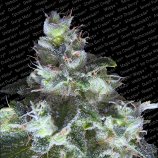 Original White Widow strain photo